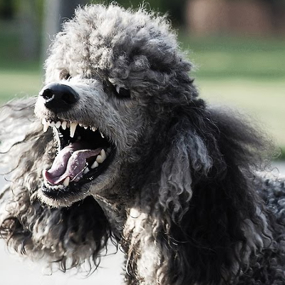 Microsoft Fixes POODLE SSL Vulnerability